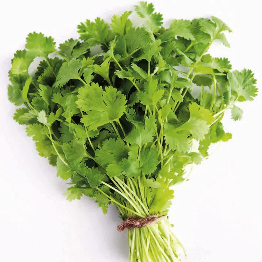 Coriander (2 Bunches)