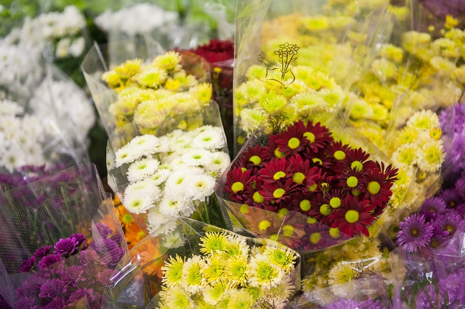 Chrysanthemums