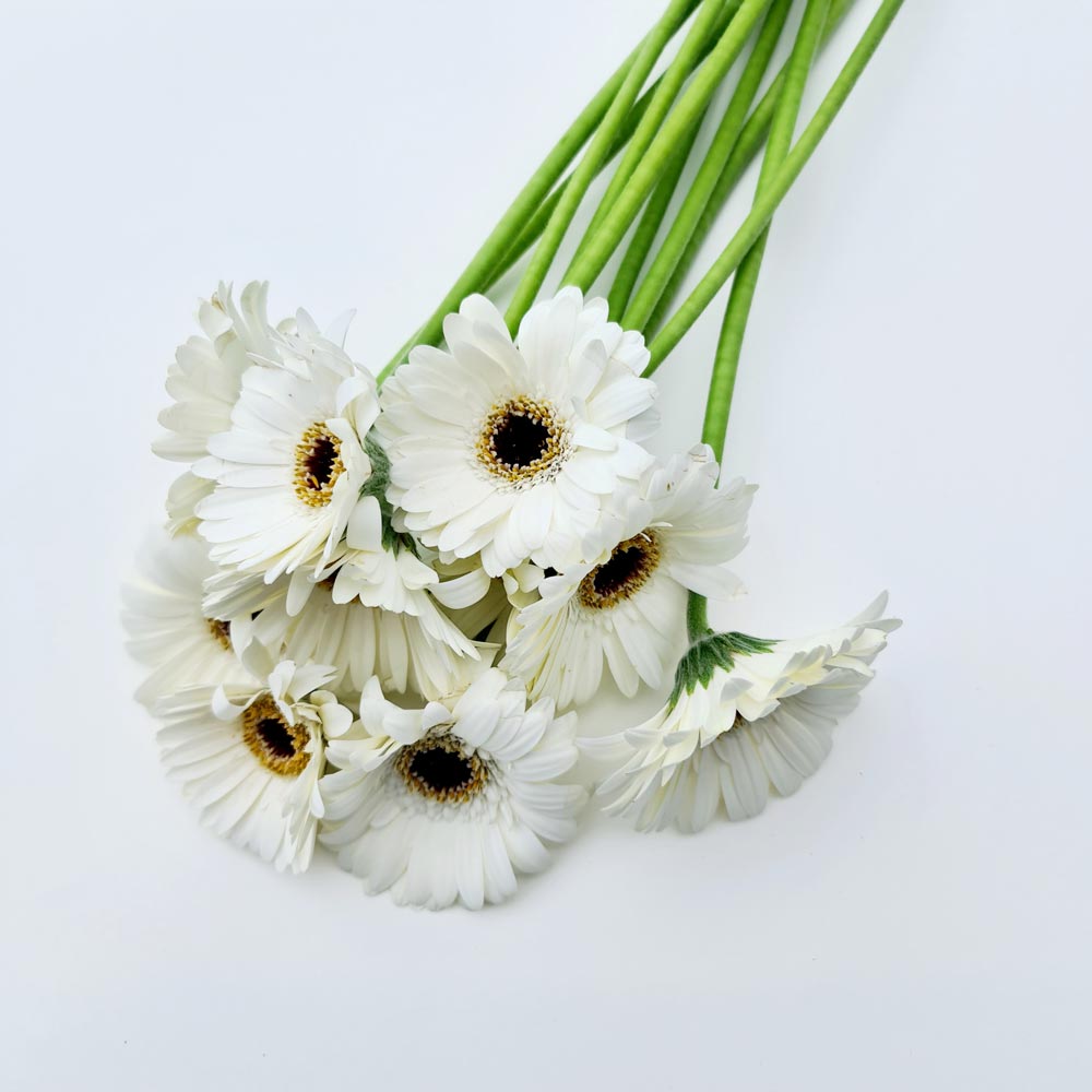 Gerberas Bunch