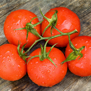 Tomatoes-Truss